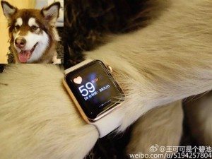 wang-sicong-the-son-of-chinas-richest-man-bought-two-9500-gold-apple-watches-for-his-dog-for-a-combined-19000